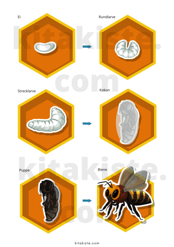 Bildset Entwicklung der Biene Voransicht